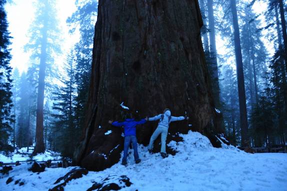 Tentando abraçar a 'General Sherman', a maior árvore do mundo, no Sequoia National Park,  na Califórnia - EUA